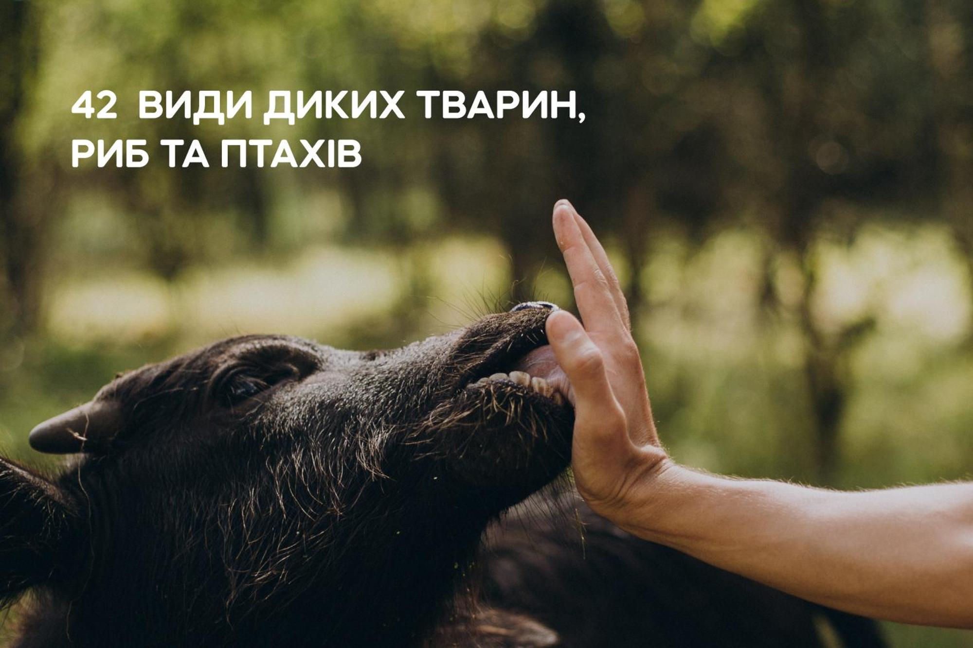 Dereville Sokolovka Buitenkant foto