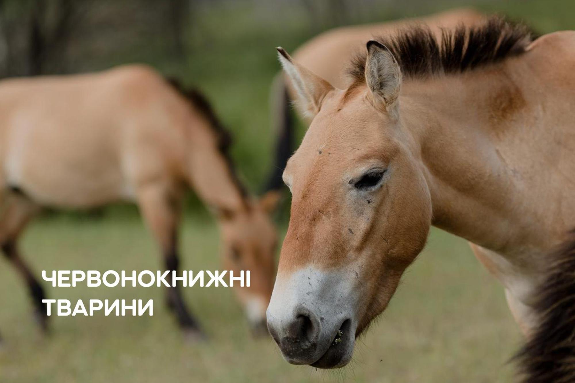 Dereville Sokolovka Buitenkant foto