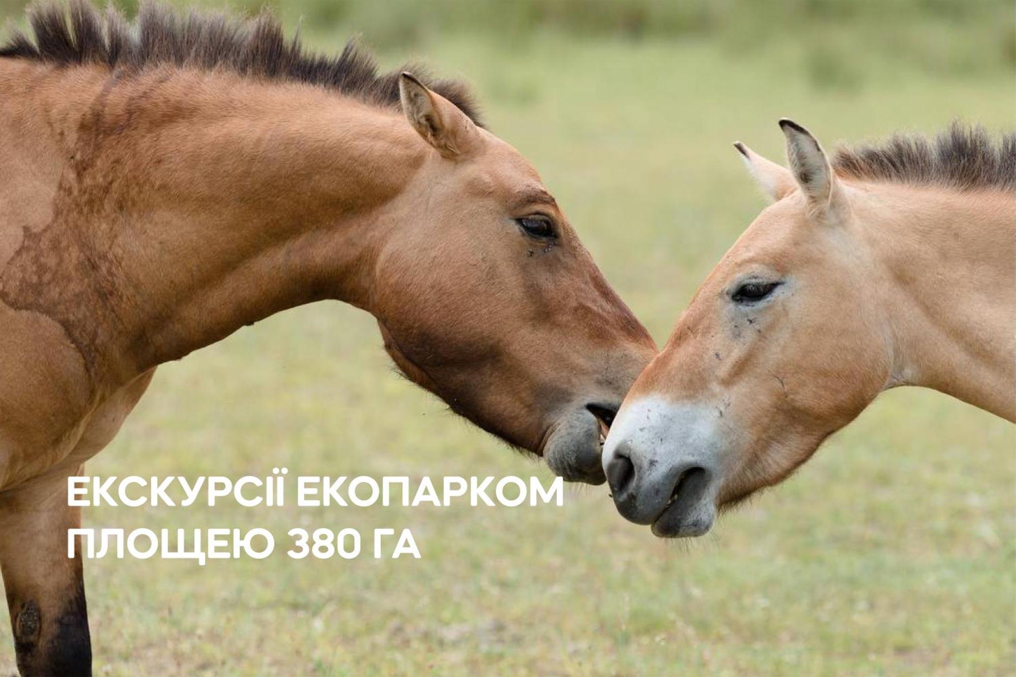 Dereville Sokolovka Buitenkant foto