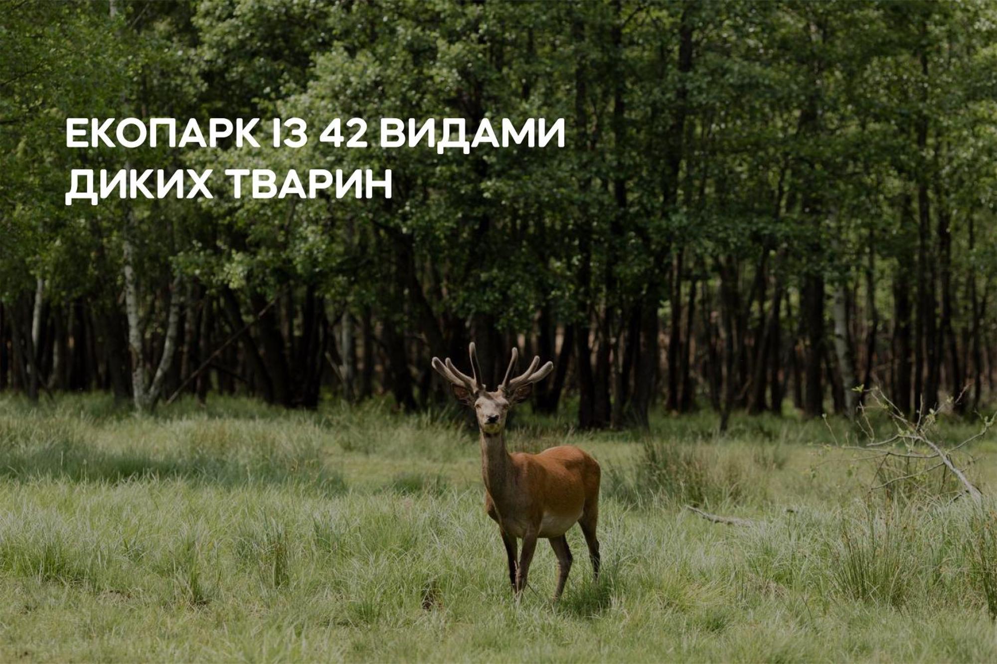 Dereville Sokolovka Buitenkant foto