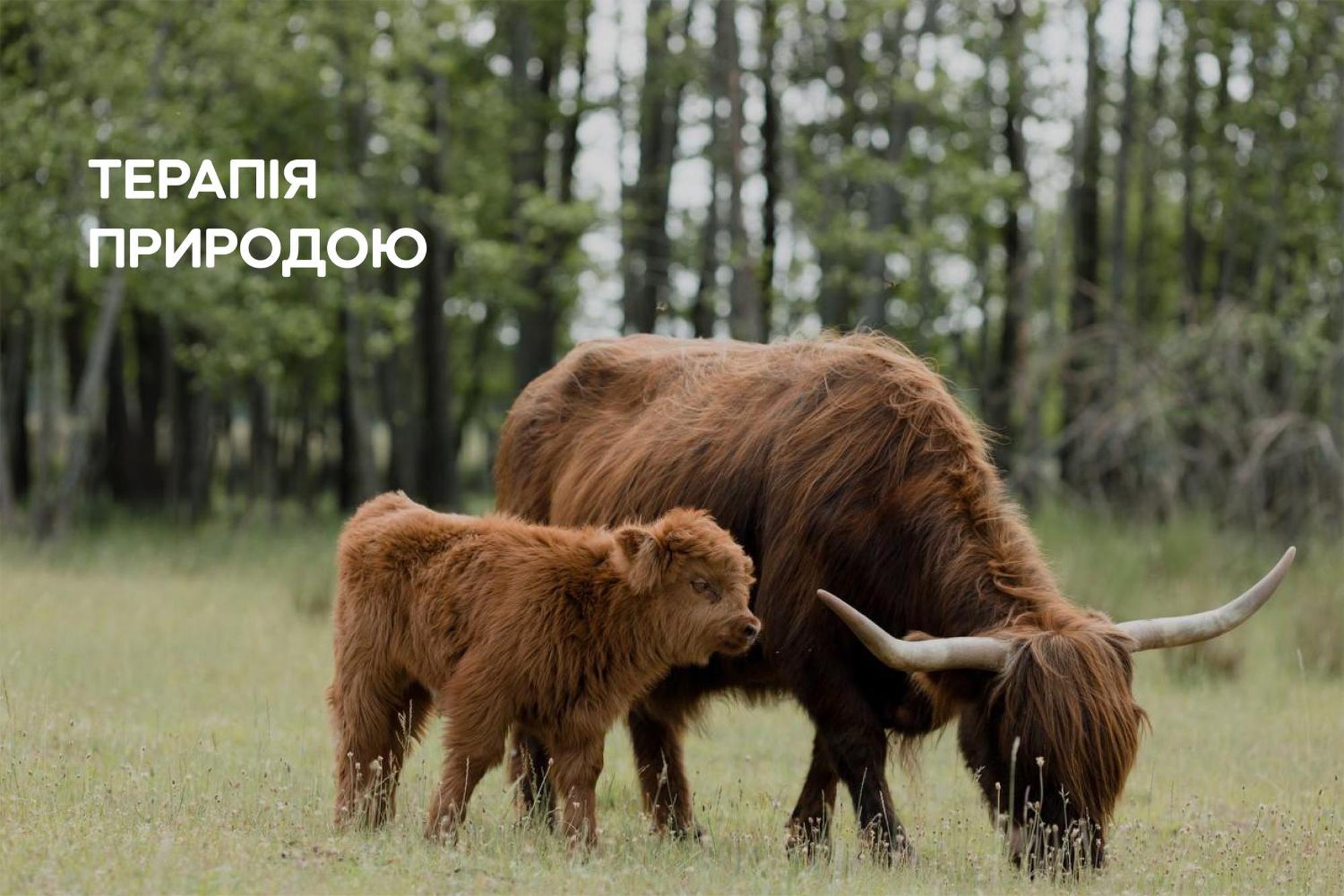 Dereville Sokolovka Buitenkant foto